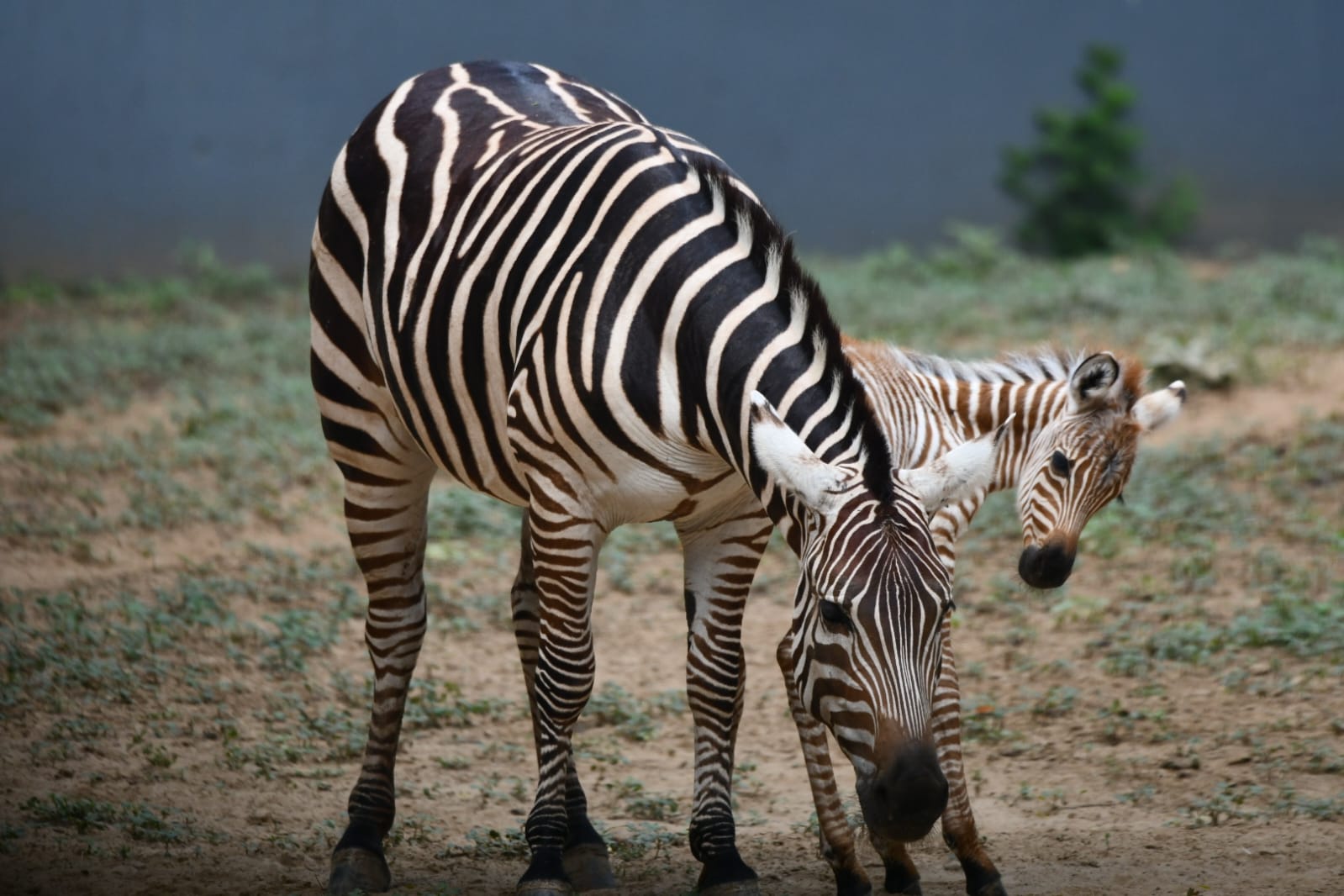 New Tiger Cubs Born at Patna Zoo
